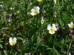 Attēlu rezultāti vaicājumam “Viola arvensis flower”