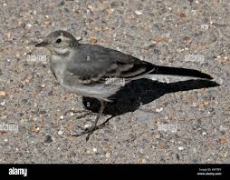 Attēlu rezultāti vaicājumam “Motacilla alba juvenile”