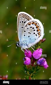 Attēlu rezultāti vaicājumam “Plebejus argus male”