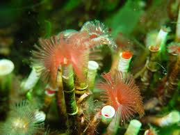 Attēlu rezultāti vaicājumam “Serpoleskea subtilis”