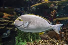 Image result for Acanthurus xanthopterus