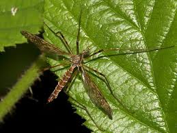 Attēlu rezultāti vaicājumam “Epiphragma ocellare”