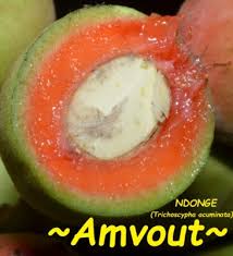 Attēlu rezultāti vaicājumam “Anisantha tectorum fruit”