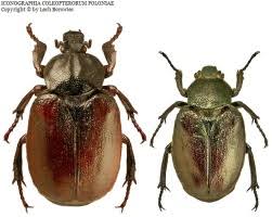 Attēlu rezultāti vaicājumam “Osmoderma barnabita imago”