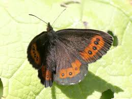 Attēlu rezultāti vaicājumam “Erebia ligea underside”