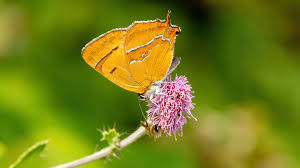 Attēlu rezultāti vaicājumam “Thecla betulae female”