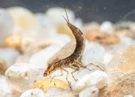 Attēlu rezultāti vaicājumam “Dytiscidae”