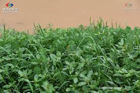 「粉綠狐尾藻」的圖片搜尋結果