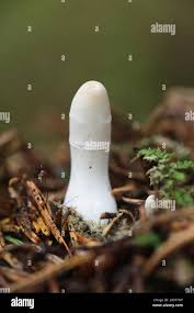 Attēlu rezultāti vaicājumam “Podostroma leucopus”