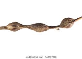 Attēlu rezultāti vaicājumam “Lasioptera rubi larva”