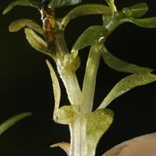 Attēlu rezultāti vaicājumam “Elatinaceae”