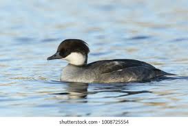 Attēlu rezultāti vaicājumam “Mergus albellus”