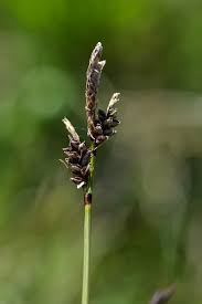 Attēlu rezultāti vaicājumam “Carex ericetorum”