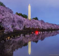 Image result for "cherry blossom" washington