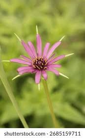 Attēlu rezultāti vaicājumam “Tragopogon heterospermus bud”