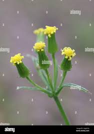 Attēlu rezultāti vaicājumam “Senecio viscosus”