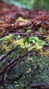 Attēlu rezultāti vaicājumam “Buxbaumia aphylla sporophyte”