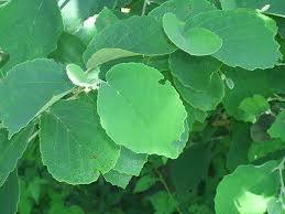 Attēlu rezultāti vaicājumam “Hamamelis vernalis leaf”