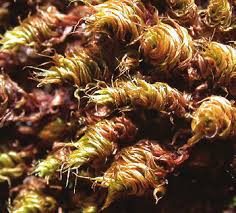 Attēlu rezultāti vaicājumam “Bryum funkii cells”