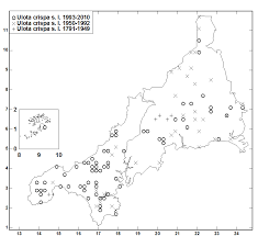 Attēlu rezultāti vaicājumam “Ulota crispa sporophyte”