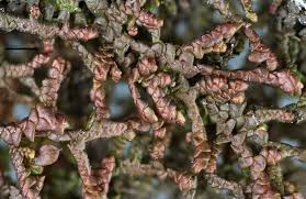 Attēlu rezultāti vaicājumam “Frullania tamarisci”