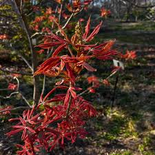Attēlu rezultāti vaicājumam “Aesculus x neglecta flower”