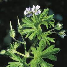 Attēlu rezultāti vaicājumam “Geranium pusillum leaf”