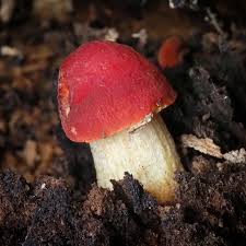 Attēlu rezultāti vaicājumam “Pluteus umbrosus”