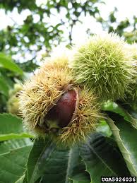 Attēlu rezultāti vaicājumam “Castanea sativa  fruit”