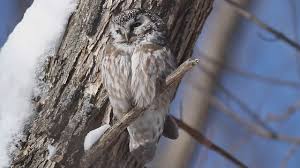 Attēlu rezultāti vaicājumam “Aegolius funereus adult”