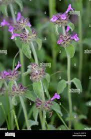 Attēlu rezultāti vaicājumam “Clinopodium vulgare leaf”