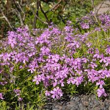 Image result for Silene schafta