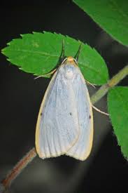 Attēlu rezultāti vaicājumam “Cybosia mesomella”