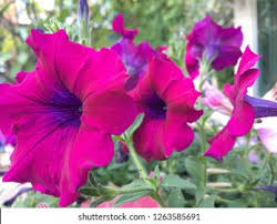 Image result for Petunie