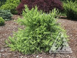 Attēlu rezultāti vaicājumam “Larix”