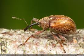 Attēlu rezultāti vaicājumam “Anthonomus phyllocola”