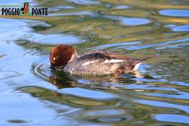 Attēlu rezultāti vaicājumam “Bucephala clangula female”