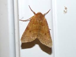 Attēlu rezultāti vaicājumam “Agrochola helvola”