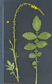 Image result for Agrimonia eupatoria