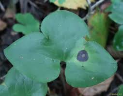Attēlu rezultāti vaicājumam “Urocystis anemones”