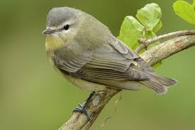 Image result for Vireo philadelphicus