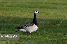 Attēlu rezultāti vaicājumam “Branta leucopsis adult”
