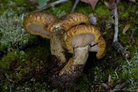 Attēlu rezultāti vaicājumam “Lactarius necator”