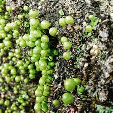 Attēlu rezultāti vaicājumam “Anomodon viticulosus sporophyte”