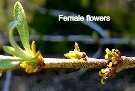 Attēlu rezultāti vaicājumam “Hippophae rhamnoides female flower”