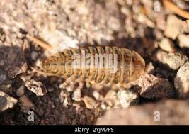 Attēlu rezultāti vaicājumam “Silpha obscura”