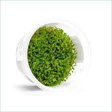 Attēlu rezultāti vaicājumam “Elatine hydropiper leaf”