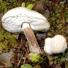 Attēlu rezultāti vaicājumam “Hypomyces chrysospermus”