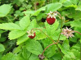 Image result for Fragaria vesca