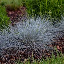 Attēlu rezultāti vaicājumam “Festuca polesica”